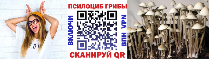 Галлюциногенные грибы Psilocybine cubensis  Купить закладки  Карабаново 